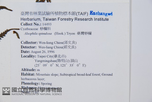 臺灣桫欏藏品圖，第5張