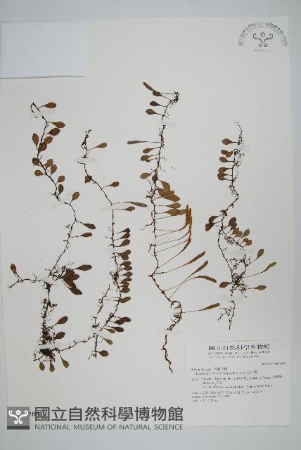 抱樹蕨、伏石蕨藏品圖，第1張