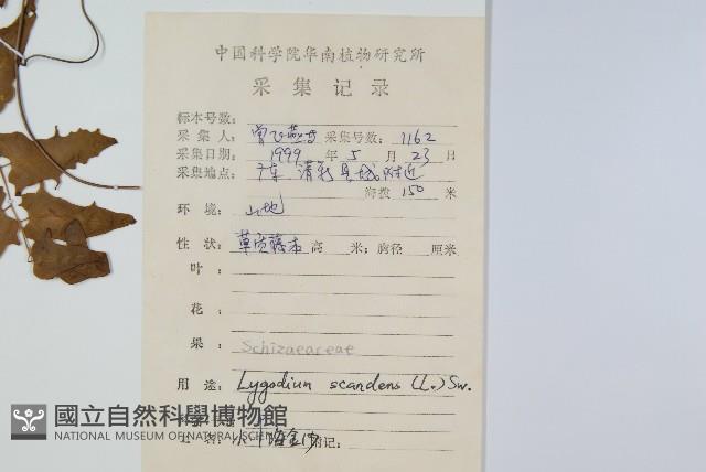 小葉海金沙藏品圖，第2張