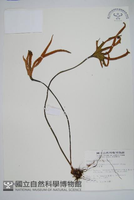 槭葉石葦藏品圖，第1張