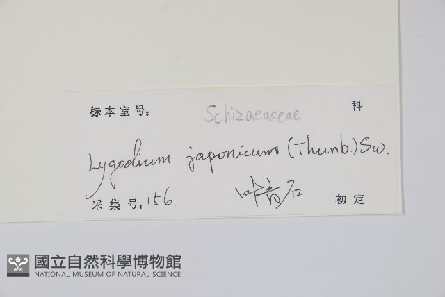 海金沙藏品圖，第2張