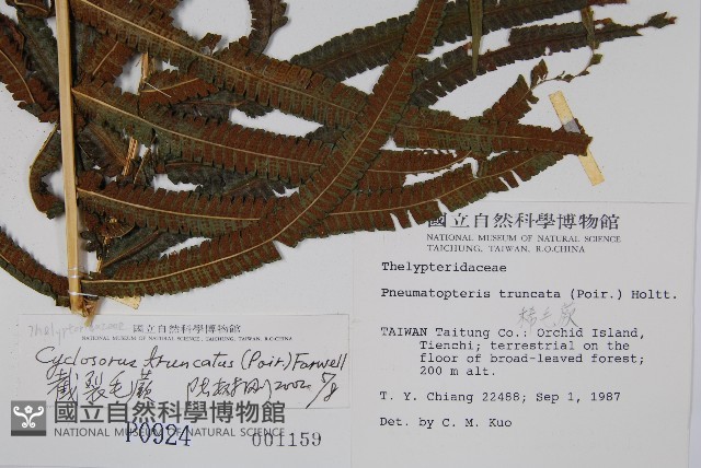 大葉毛蕨藏品圖，第2張