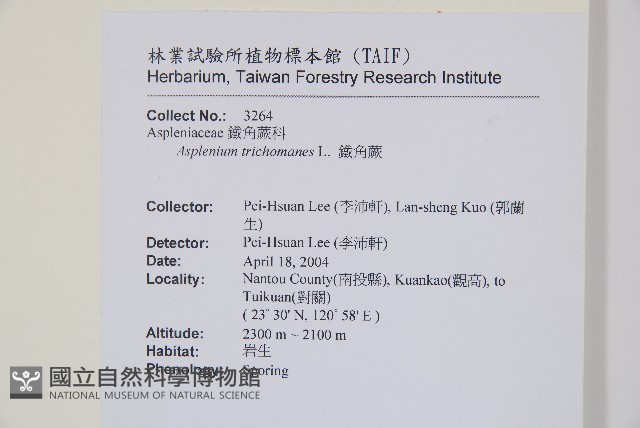 鐵角蕨藏品圖，第2張
