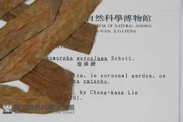 連珠蕨藏品圖，第2張