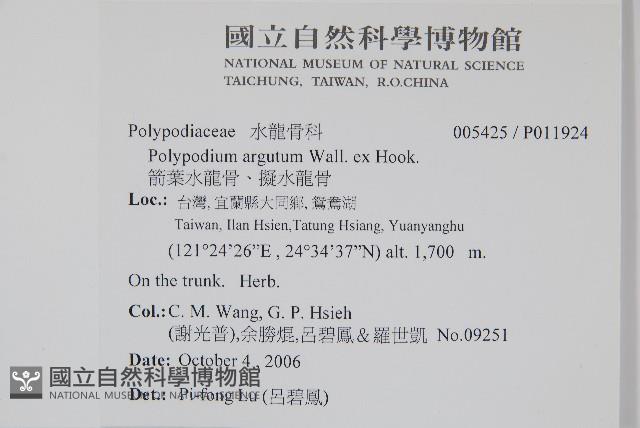 箭葉水龍骨、擬水龍骨藏品圖，第2張