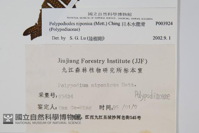 日本水龍骨藏品圖，第2張