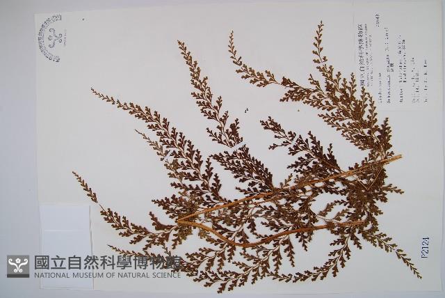 烏蕨藏品圖，第1張