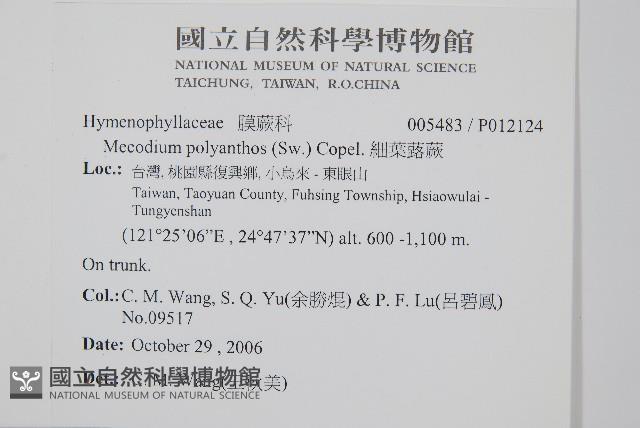 細葉蕗蕨藏品圖，第2張