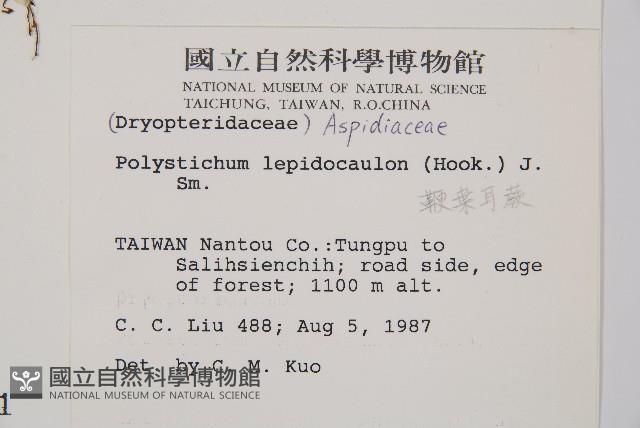 鞭葉耳蕨藏品圖，第2張