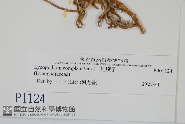 地刷子藏品圖，第2張