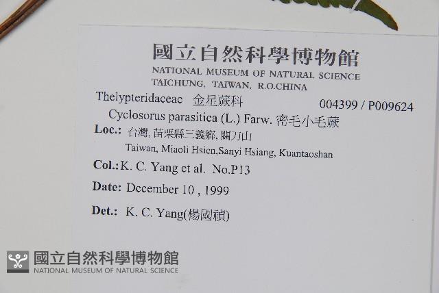 密毛小毛蕨藏品圖，第2張