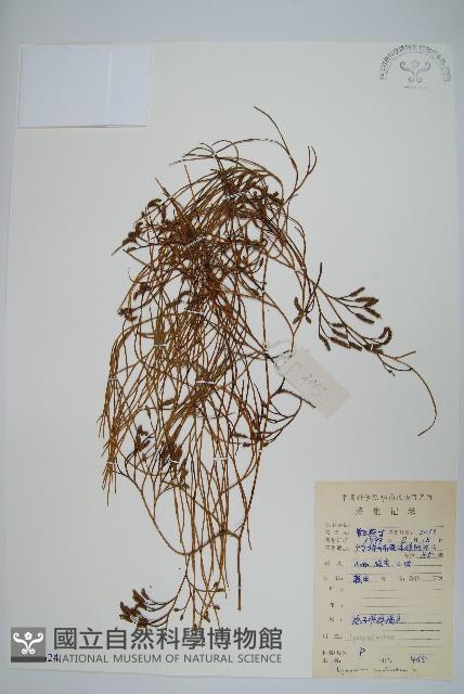 木賊葉石松藏品圖，第1張