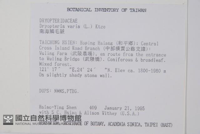 Japanese holly fern Collection Image, Figure 2, Total 2 Figures