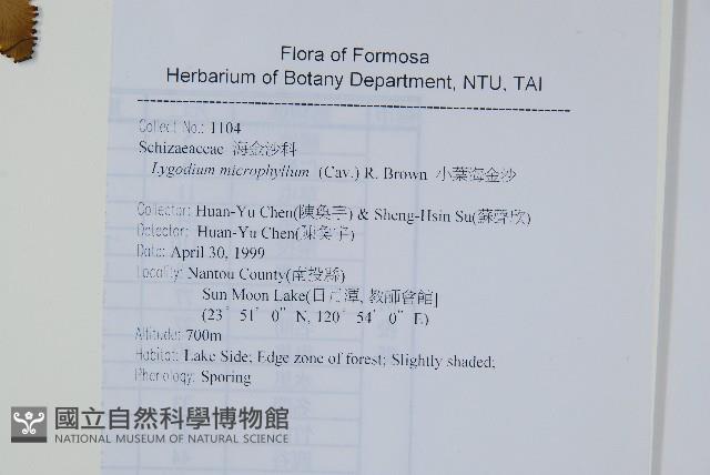 小葉海金沙藏品圖，第2張