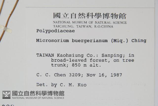 波氏星蕨藏品圖，第2張