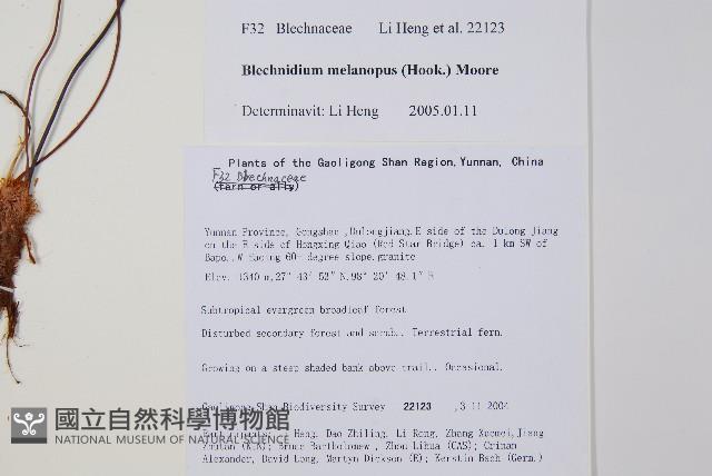 雉尾烏毛蕨藏品圖，第2張