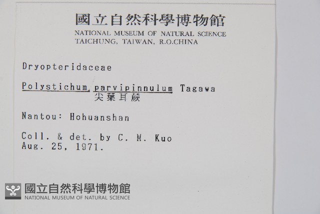 尖葉耳蕨藏品圖，第2張