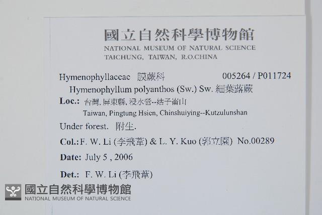 細葉蕗蕨藏品圖，第2張