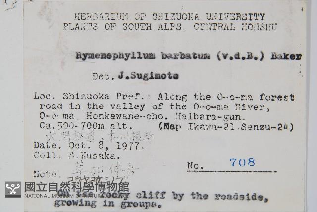 華東膜蕨藏品圖，第2張