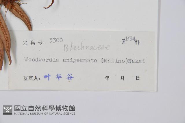 生芽狗脊蕨、頂芽狗脊蕨藏品圖，第2張