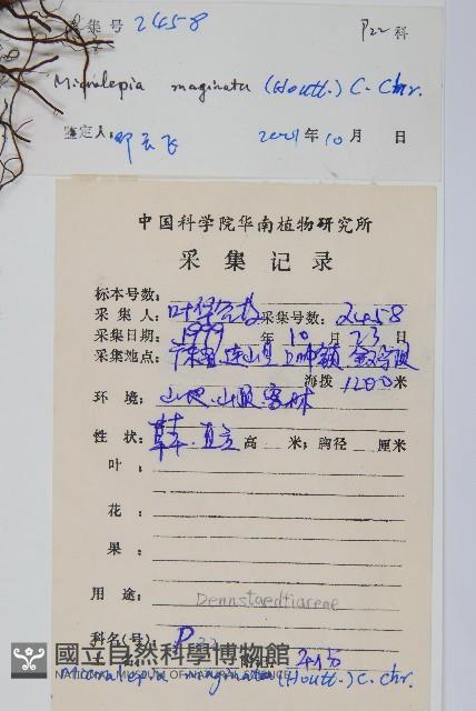 邊緣鱗蓋蕨藏品圖，第2張