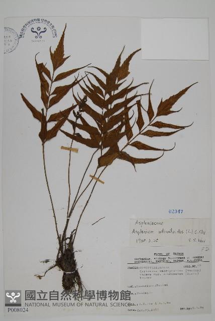 革葉鐵角蕨藏品圖，第1張