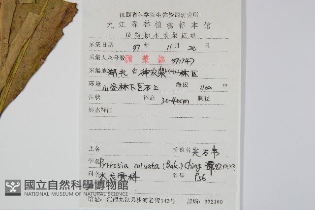 光石韋藏品圖，第2張