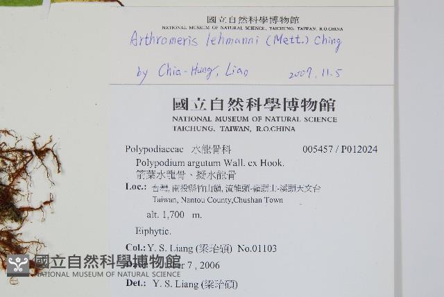 肢節蕨藏品圖，第2張