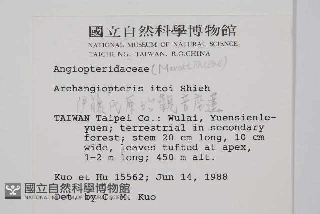 伊藤氏原始觀音座蓮藏品圖，第2張