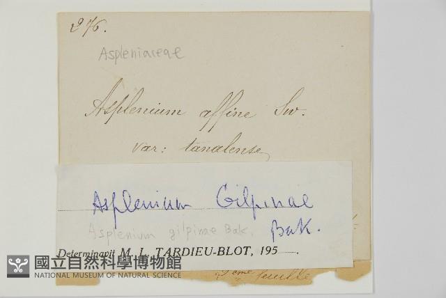 登錄號:P010024藏品圖，第2張