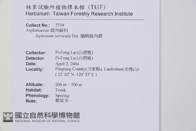 蘭嶼鐵角蕨藏品圖，第2張