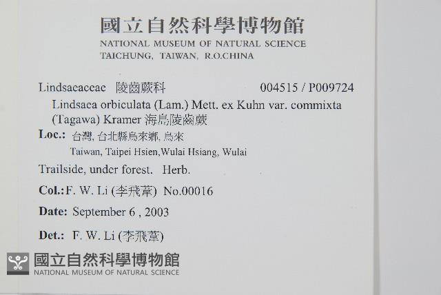 海島陵齒蕨藏品圖，第2張