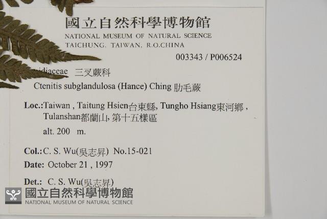 肋毛蕨藏品圖，第2張