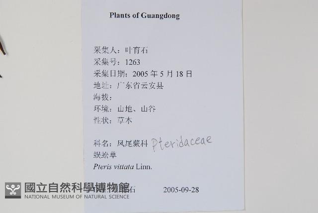 鱗蓋鳳尾蕨藏品圖，第2張