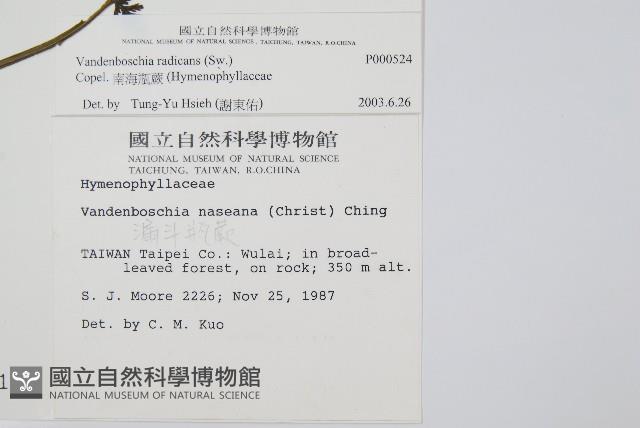 南海瓶蕨藏品圖，第2張