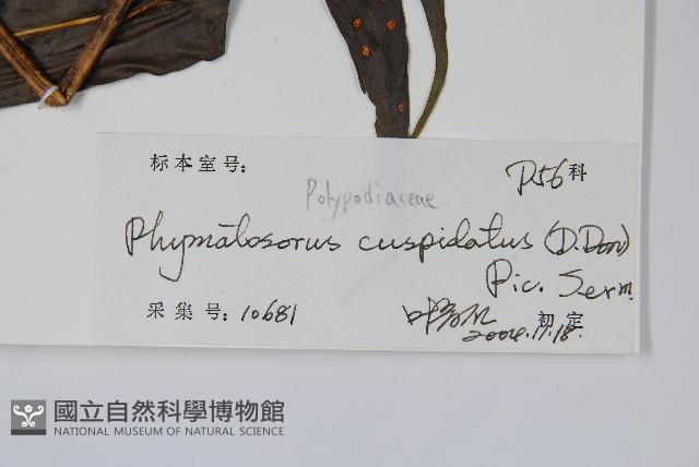 光亮瘤蕨藏品圖，第2張