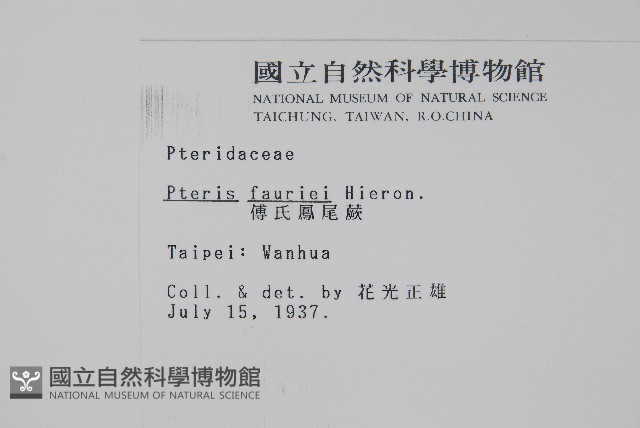 傅氏鳳尾蕨藏品圖，第2張