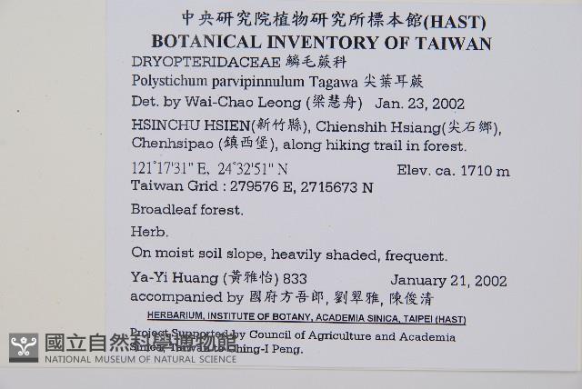 尖葉耳蕨藏品圖，第2張