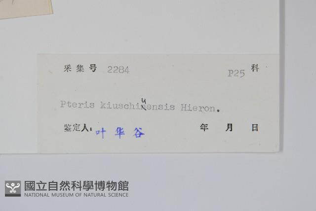 平羽鳳尾蕨藏品圖，第2張