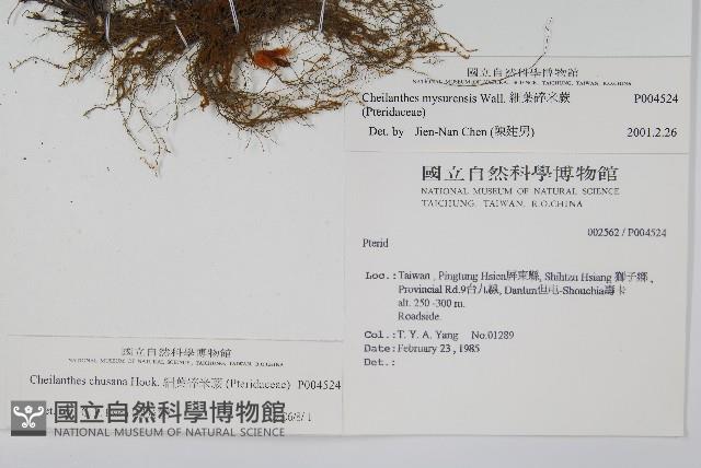 細葉碎米蕨藏品圖，第2張