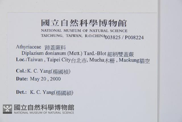 細柄雙蓋蕨藏品圖，第2張