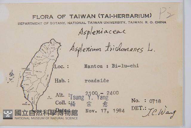 鐵角蕨藏品圖，第2張