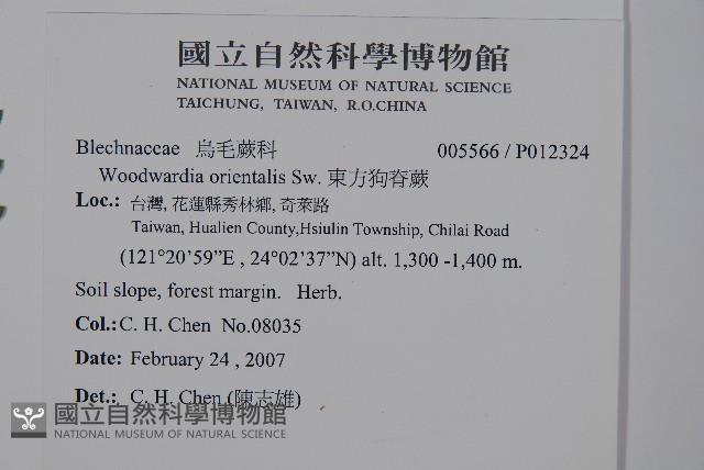 東方狗脊蕨藏品圖，第2張