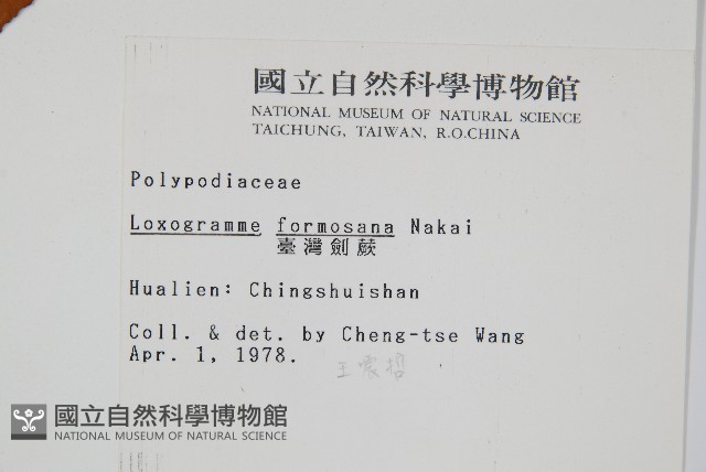 台灣劍蕨藏品圖，第2張