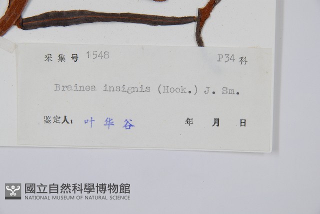 蘇鐵蕨藏品圖，第2張