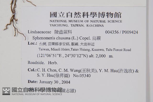 烏蕨藏品圖，第2張