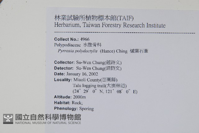 槭葉石葦藏品圖，第2張