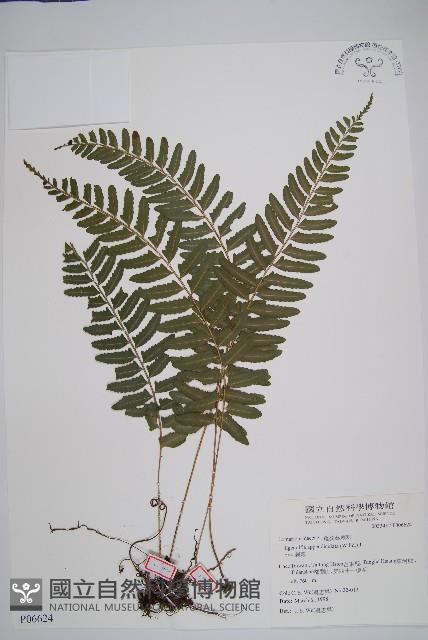 刺蕨藏品圖，第1張