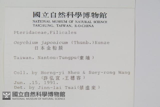 日本金粉蕨藏品圖，第2張