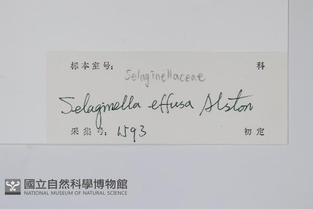 疏松卷柏藏品圖，第2張